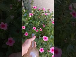 ASMR Gardening #garden #gardening #gardener #gardenlife #harvest #gardenharvest #asmr #asmrgarden