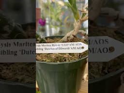 Orchid Bloom Show