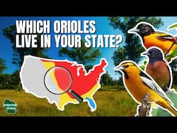 Orioles of the United States: An Identification Guide with Range Maps!