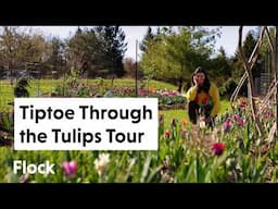 We Planted 4,000 TULIPS. See Them BLOOM — Ep. 305