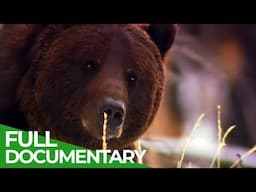 Grizzly – A Yellowstone Story | Free Documentary Nature