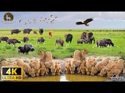 4K Wildlife of Okavango Delta Area, Botswana, Africa - Scenic Wildlife Film With African Music