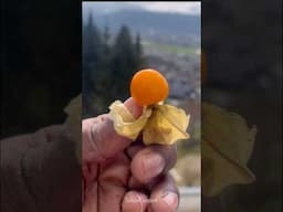 Jamaican Trying physalis 👀