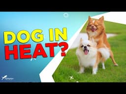 Is Your Dog in Heat? Here’s What You Need to Know!