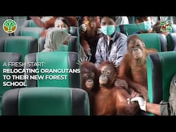 ORANGUTANS MOVING TO THEIR NEW FOREST SCHOOL