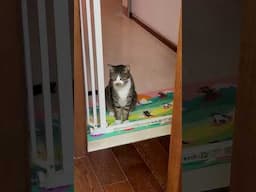 乐哥！乐哥！我那么大一个乐哥呢！ #cat #vlog #cute #猫咪 #李喜貓