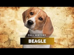 Beagle - Full History