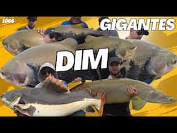 50 GRANDES PEIXES em 32h de Pescaria no pesque pague do DIM - Fishingtur 1066