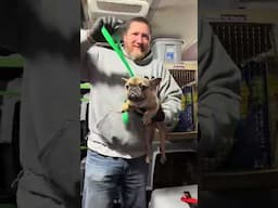 Rescue dogs arrive in Rhode Island