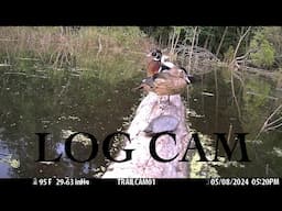 Log Cam - Wood Ducks, Herons & More!