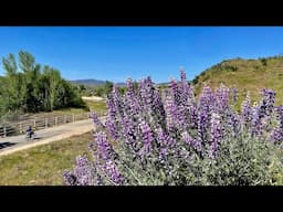 California Chaparral Beauty: San Francisquito Creek Trail