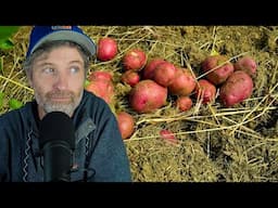 How Many Potatoes Per Plant to Expect + One Critical Tip for Selling Produce