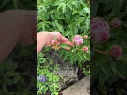 Get More Blooms from Your Peonies When You Stop Doing This Trend #peony