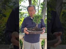 The BEST Bonsai for Beginners: Chinese Elm Bonsai Now Available! #bonsai #bonsaitree #plants #shorts