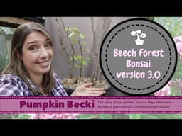 Bonsai Repotting Season - European Beech forest - take 3?