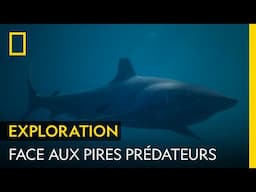 Anthony Mackie face aux pires prédateurs des océans | SHARK FESTIVAL