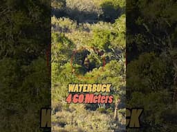 Long Range Headshot with .260 Remington