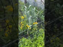 Back Yard Gardens June 10, 2025