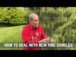 How To Deal With New Pine Candles
