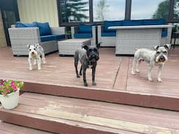 Checking In | Life With Schnauzers