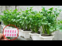Water this tray, celery plants grow quickly and can be harvested after just one week