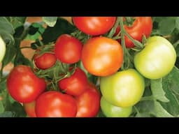 Unbelievable harvest! It's so easy to grow tomatoes anywhere and has lots of tomatoes 🍅