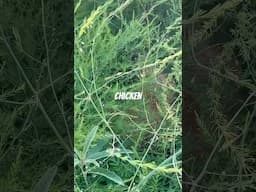 Chicken hiding in the grass I’ve never seen that before😅