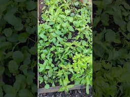 My Vietnamese herb garden