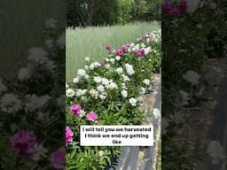 The journey of my peony patch is coming to an end