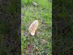 One Lone Morel