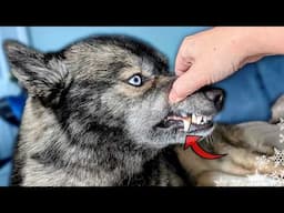 My Husky Broke Her Tooth! 🦷 Vet Visit & What it REALLY Cost To Fix! 😭