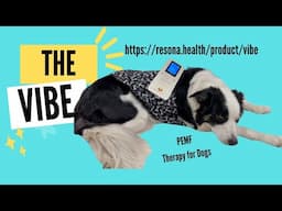 The Vibe: PEMF Therapy for Dogs