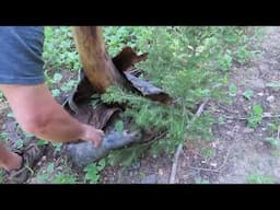 Midnight Mountain to Red Sinks Bigfoot Project