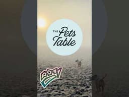 FREE OFFER! LINK Below!@ThePetsTable-zq1lz Natural Dog Food! Invest in Your Dog’s Daily Nutrition!