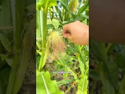 Missing Corn Kernels? Here’s How to Fix It