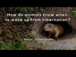 How do animals know when to wake up from hibernation?