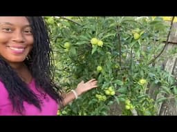 Epic Garden Full Plant Garden Tour 2025 Fruits And Vegetables… #garden #plants