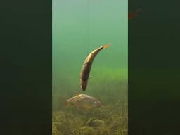39M views video explained 🤏 #cool #shorts #fishing