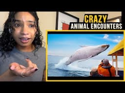 Crazy Animal Encounters | Daily Dose of Internet reaction