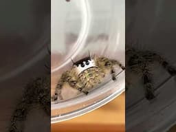 I Hatched BABY SPIDERS!!