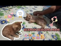 10 MENIT MAMI HANYA UNTUK BERMAIN DENGAN DONATELLO, SI OYEN MINI