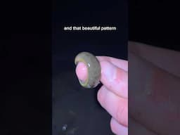 Biggest Leech I’ve Ever Seen