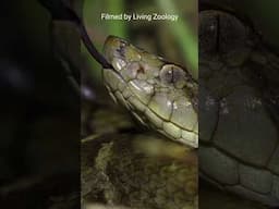Are the most venomous snakes always the most dangerous?