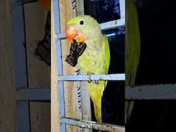 full Day masti #parrot #talkingparot #birds #cute #pets #nonstoptalkingparrot