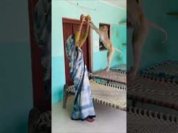Chandu amazing jumping for taking banana #funny #monkeychallenge #monkeyclip #cute