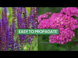 7 Easiest Cottage Garden Perennials to Propagate