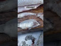Striper stomach contents. 2 different fish caught same day.