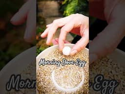 a Morning Dove Laid an EGG in Bird Seed dish (Now what?)  #morningdove #pigeon #egg