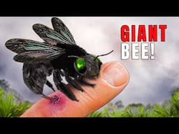 STUNG by a Giant Black Bee and other Massive Insects!