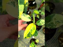 Rare plants inside Perfect Choice Nursery Garden Center